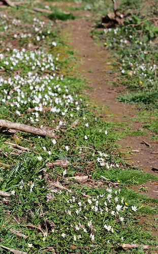 Anemone nemorosa