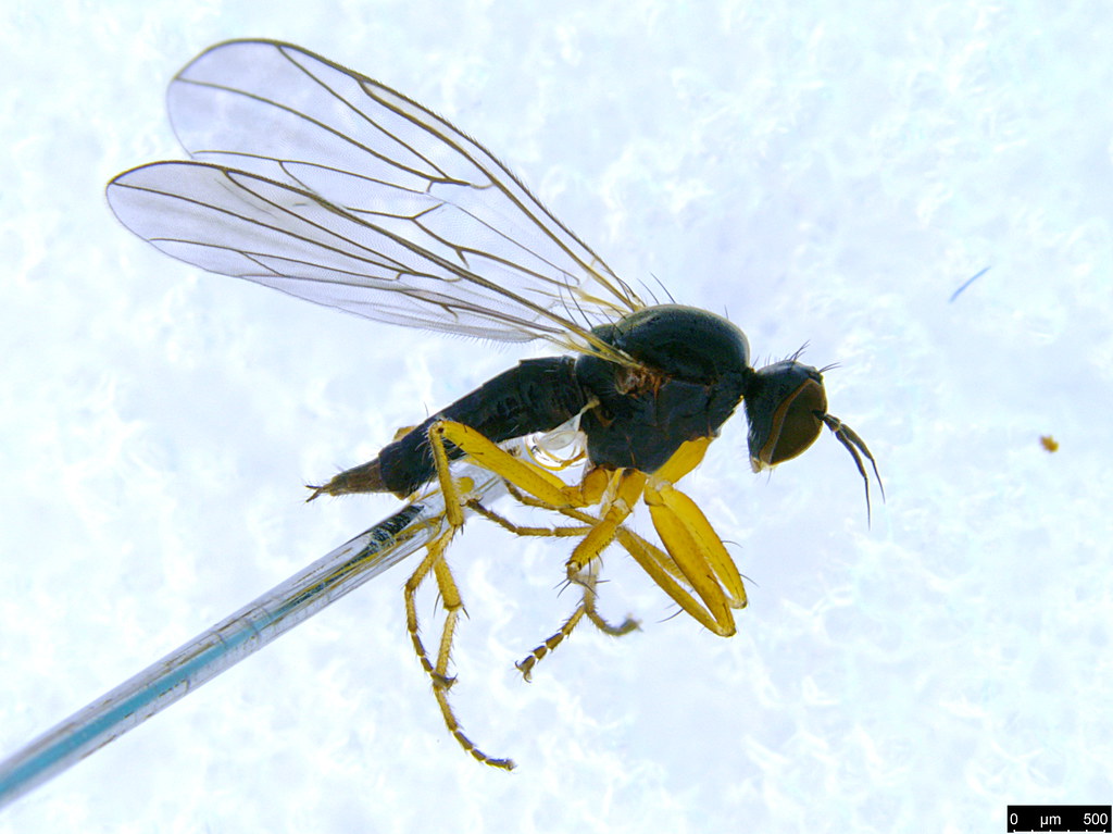 9a - Diptera sp.