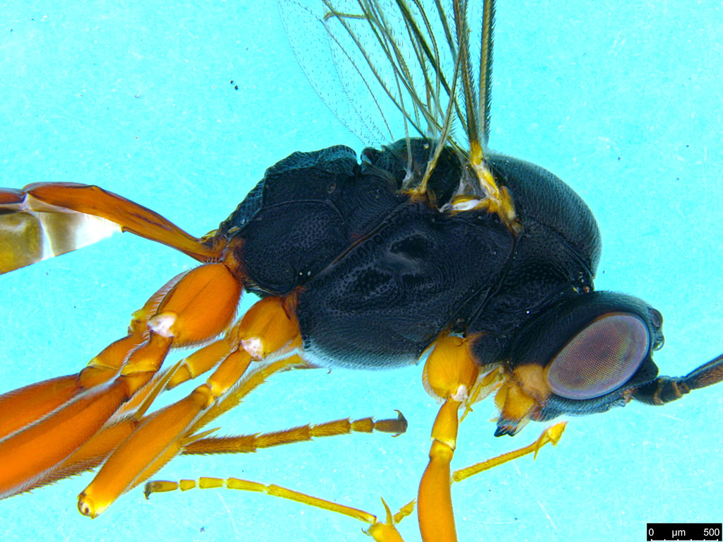 13b - Ichneumonidae sp