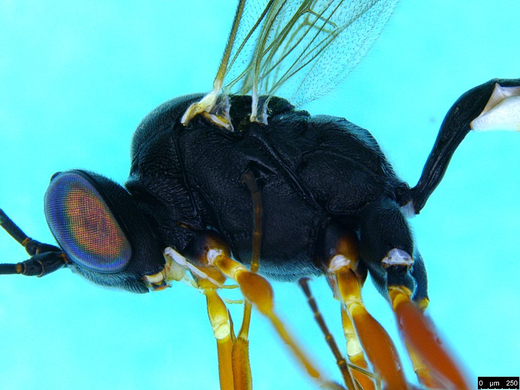 14b - Ichneumonidae sp