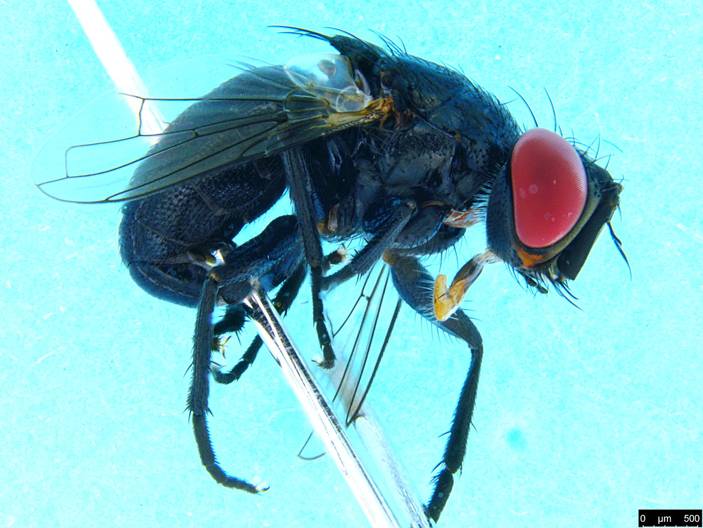 11a - Diptera sp.