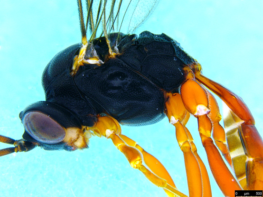 15b - Ichneumonidae sp
