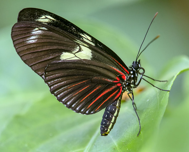 Heliconius Butterfly. Fairchild Tropical Botanic Garden.