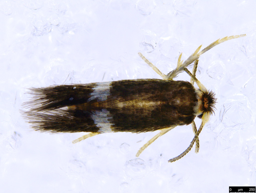 23a - Nepticulidae sp.