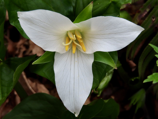 First Trillium sighting of the Spring