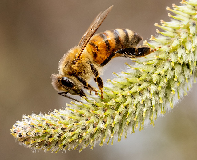 Honeybee on Pussy Willow