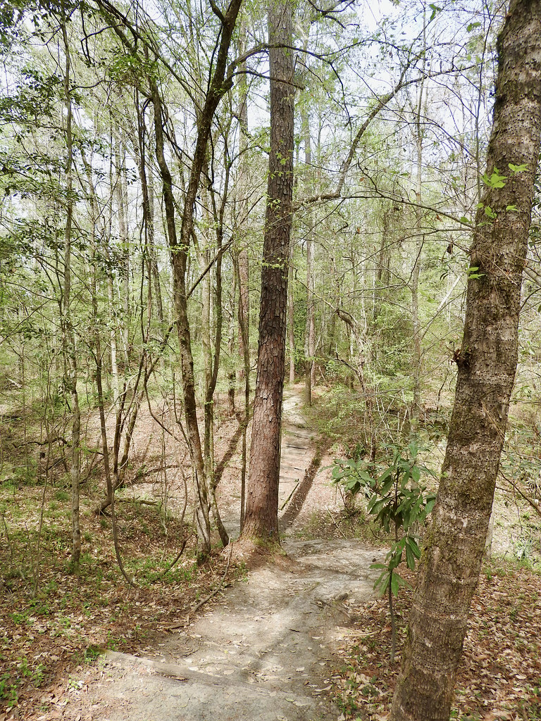 The River Bluff Trail at Givhans Ferry State Park; Ridgeville South Carolina. Photo by howderfamily.com