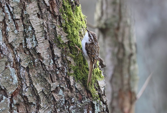Træløber (Tree Creeper / Certhia familiaris)