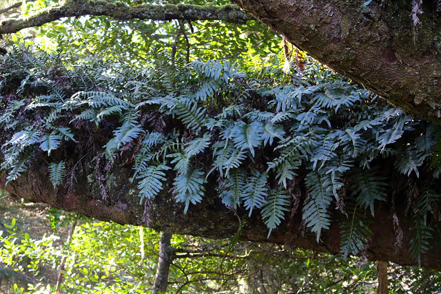 Ferns roost on a spruce branch