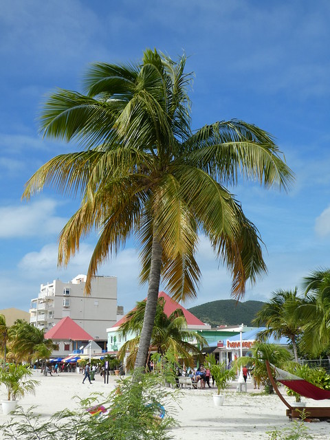 Philipsburg, Sint Maarten - Beach Palm Tree