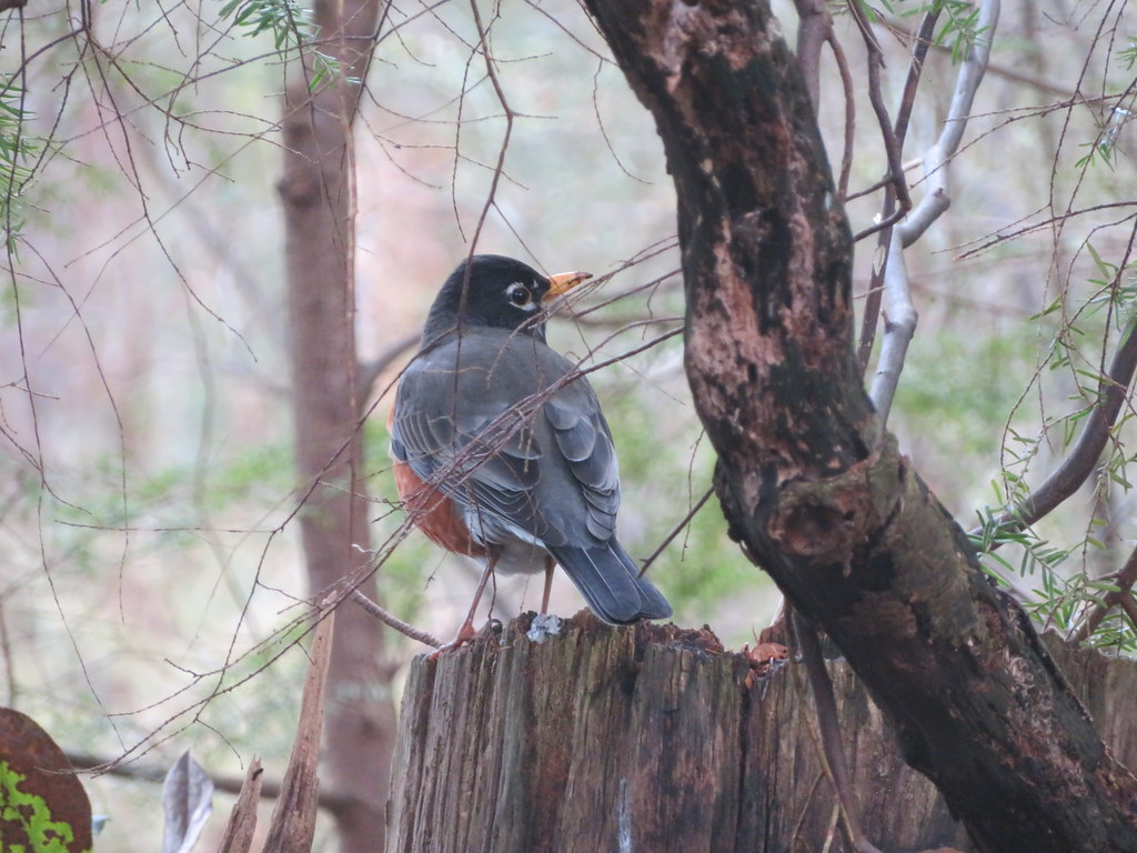 Lovely to see the Robins back.