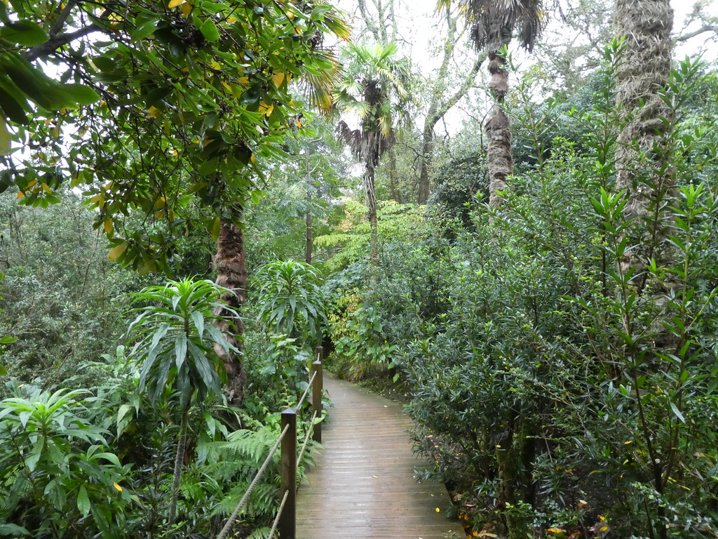 Jungle pathway, Lost Gardens of Heligan, Cornwall