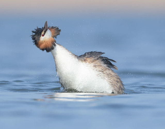 Great Crested Grebe,  Fuut