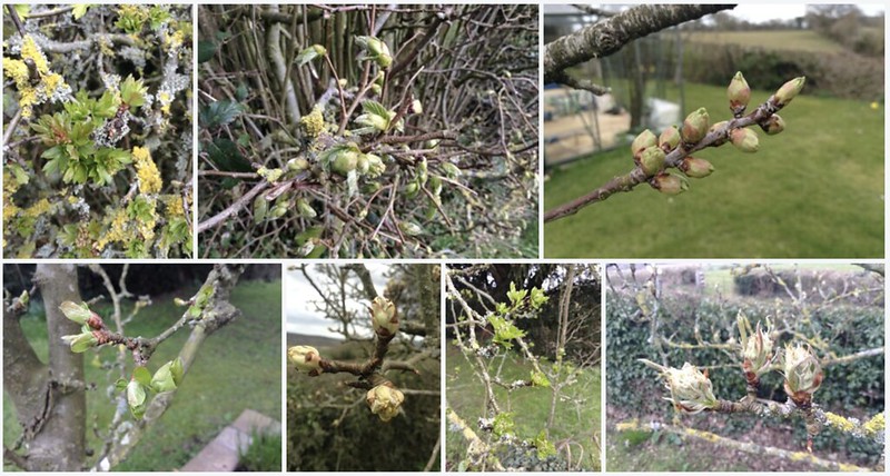 Montage: Spring Greens - Leaves and Buds