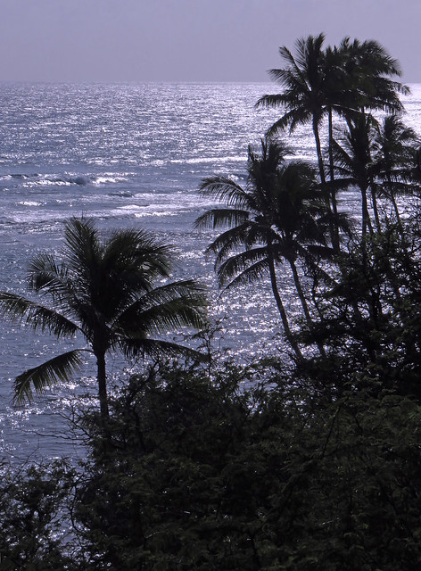 Hawaiian Coconut Palms