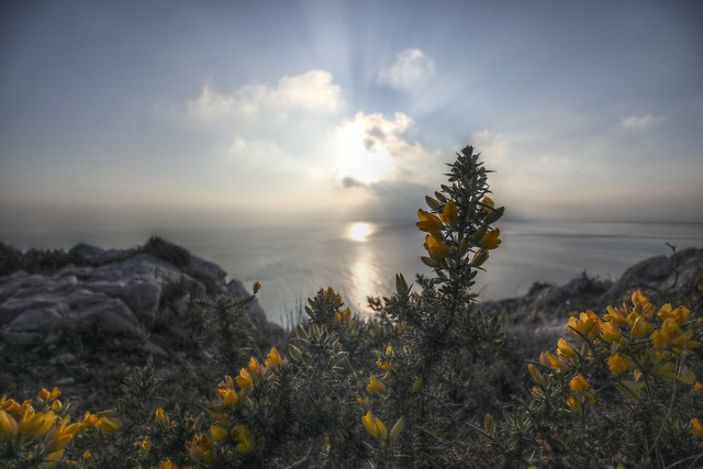 Flowering Gorse on Red Rock
