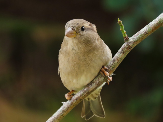 Pardal/House Sparrow
