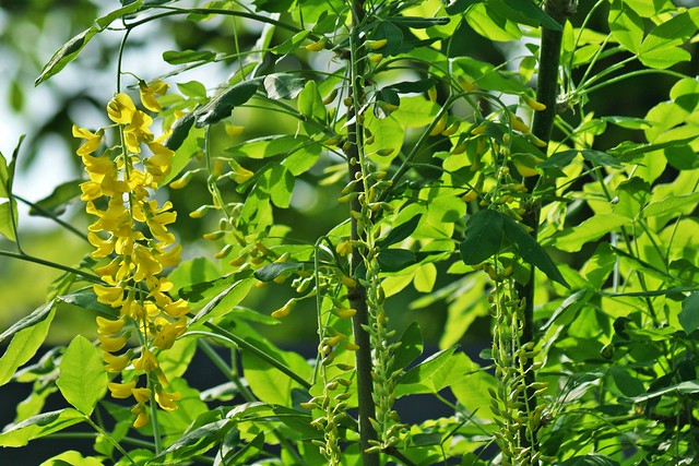 Ashikaga Flower Park.Yellow wisteria