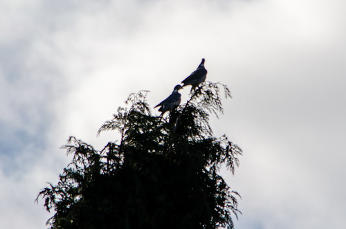 Wood pigeon pair, top of tree