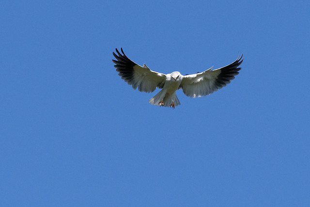 Élanion blanc - Elanus caeruleus - Black-winged kite - Gleitaar - Elanio común - Nibbio bianco