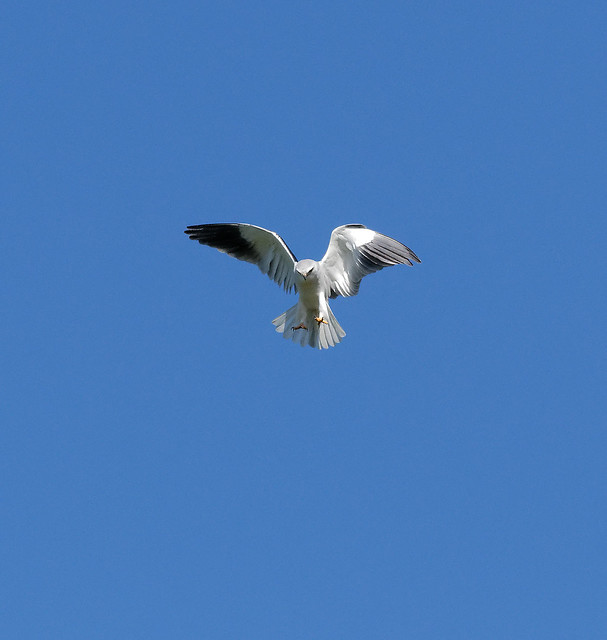 Élanion blanc - Elanus caeruleus - Black-winged kite - Gleitaar - Elanio común - Nibbio bianco