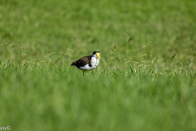 Adult Masked Lapwing wandering in the meadow at the wetland