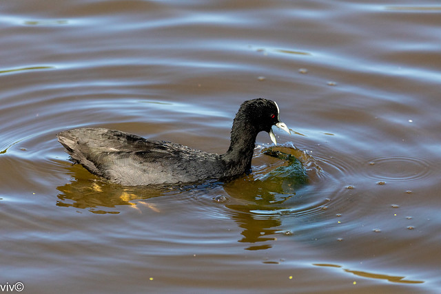 Eurasian coot tussling with a cumbersome dinner piece at the wetland