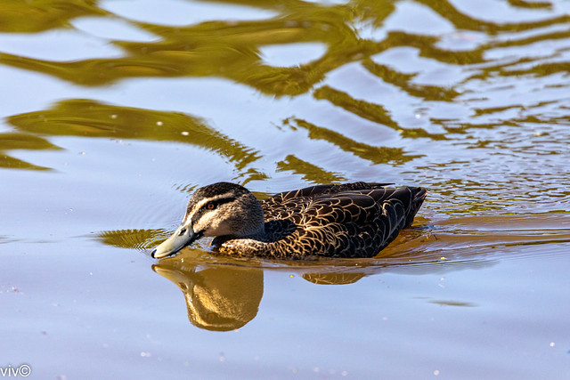 Adult Pacific Black Duck cruising in the wetland