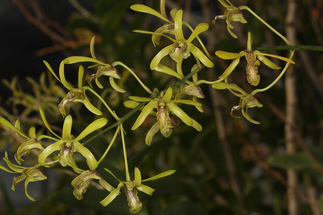 Dendrobium mirbelianum 2021-03-08 01