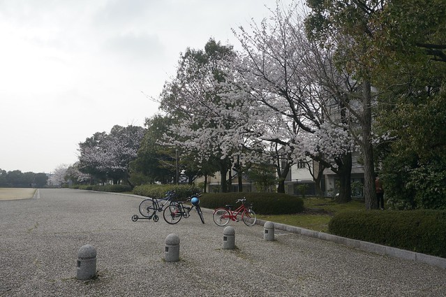 Spring Time 9 金沢桜満開と黄砂の空