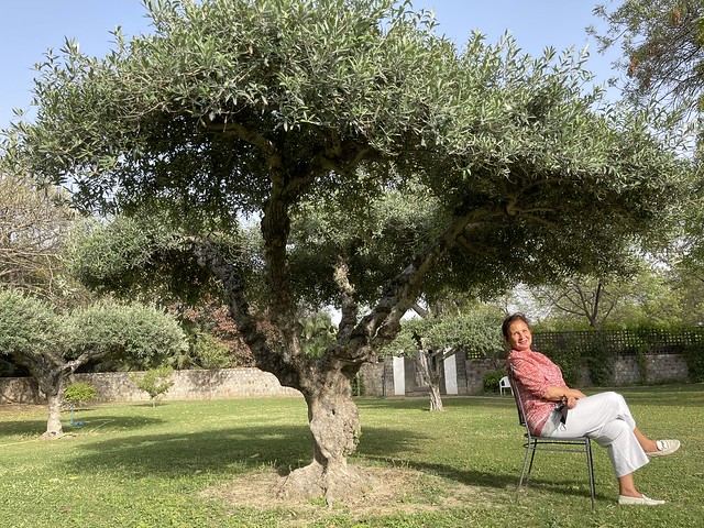 City Nature - Olive Trees, Italian Embassy