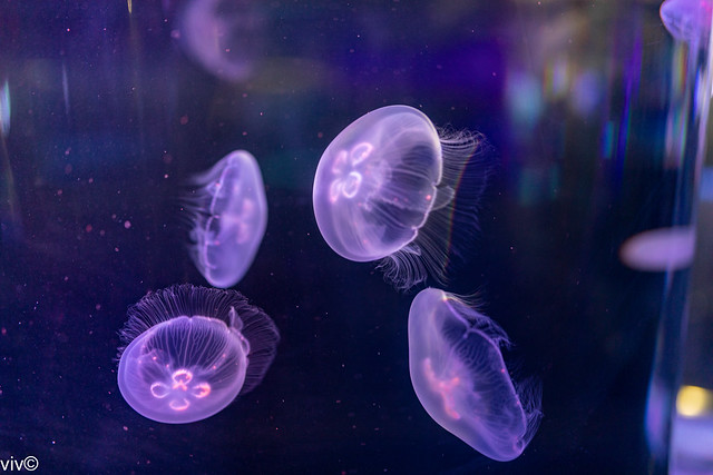 Striking Jellyfish colours
