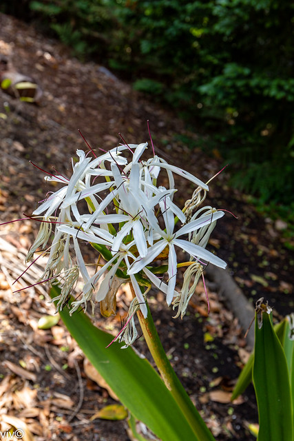 Lovely Crinum Lily flowers