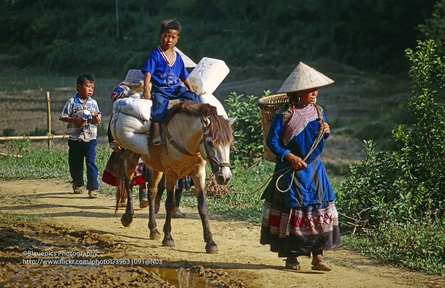 near Bac Ha, Ban Pho, Hmong family returns home