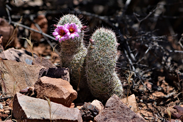 DSC_5668-R2  Blooming Cactus
