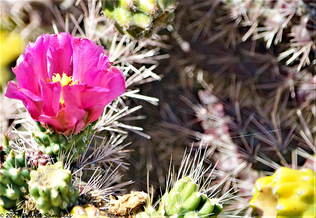DSC_5975-2R2 Flowering Cactus