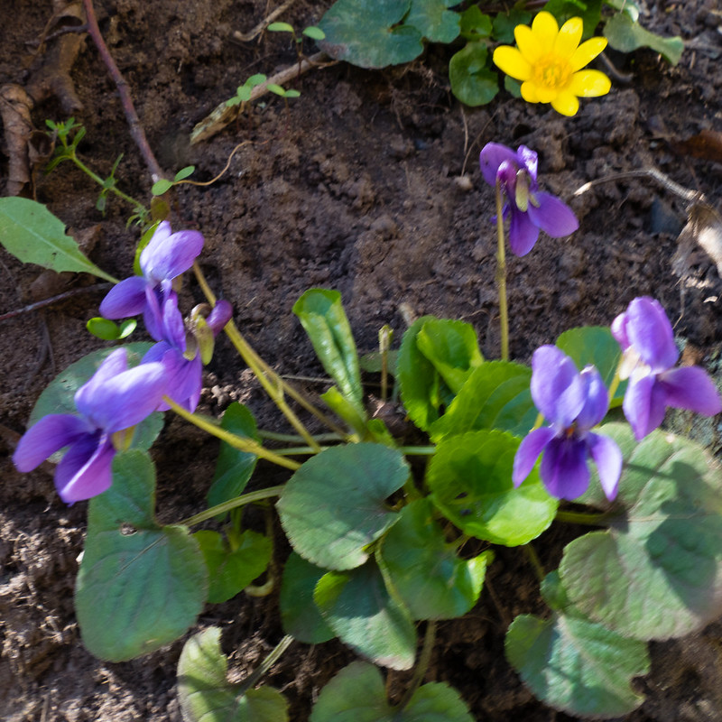 They're back: violets, Castlecroft