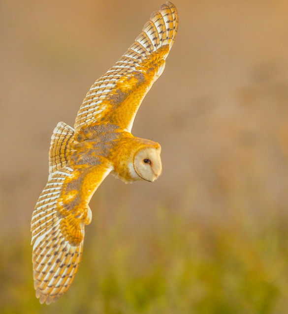 Barn Owl (X08_6651)