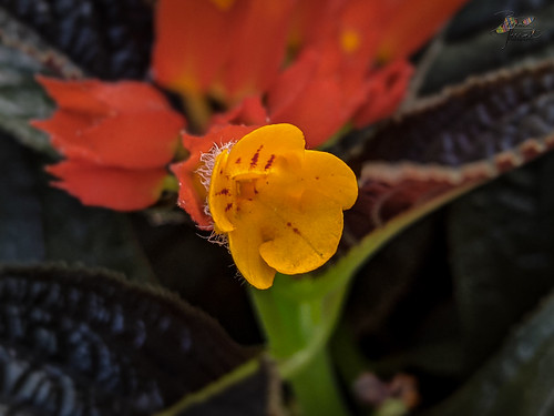garden keralaindia sunsetbells thottakara kerala india flower ottapalam chrsothemispulchella valuvanadu keralam flowers places binodtherat
