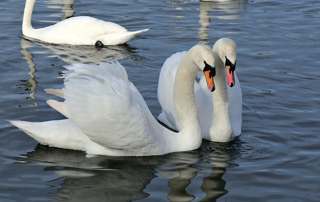 Courting Swans 1