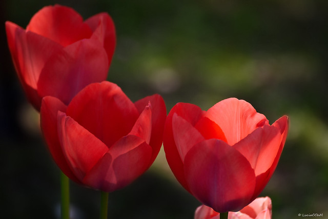 Tulipanes - Spring