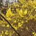 Making our way through. #momsbackyard #spring #bloom #aftertherain #mapping #triangles #forsythia #sittingwithmom