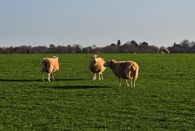 Sheep near Winchester, UK