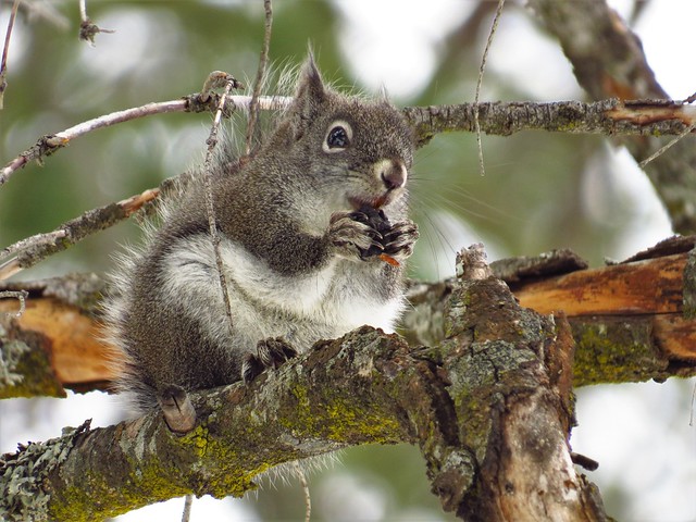 Douglas Squirrel munching in a snowy sequoia grove-yosemite np