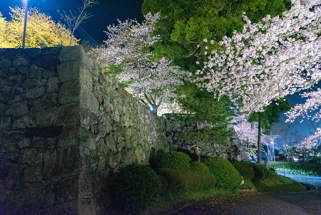 田丸城の夜桜-5
