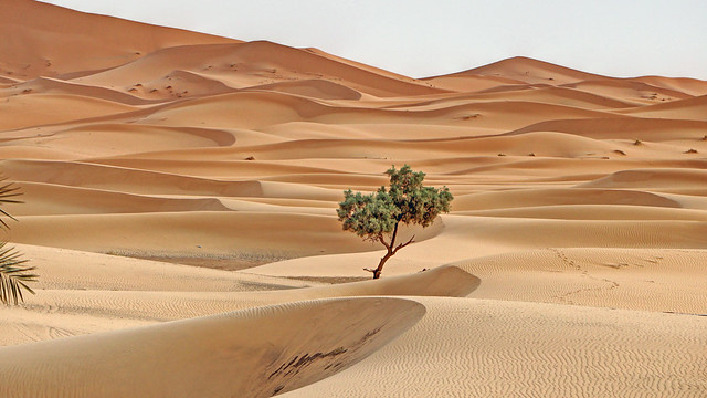 Lonely tree in the dunes Morocco