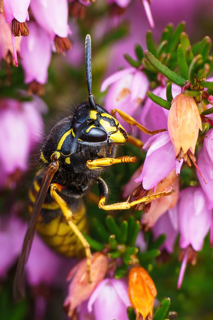 A wasp on springtime heather