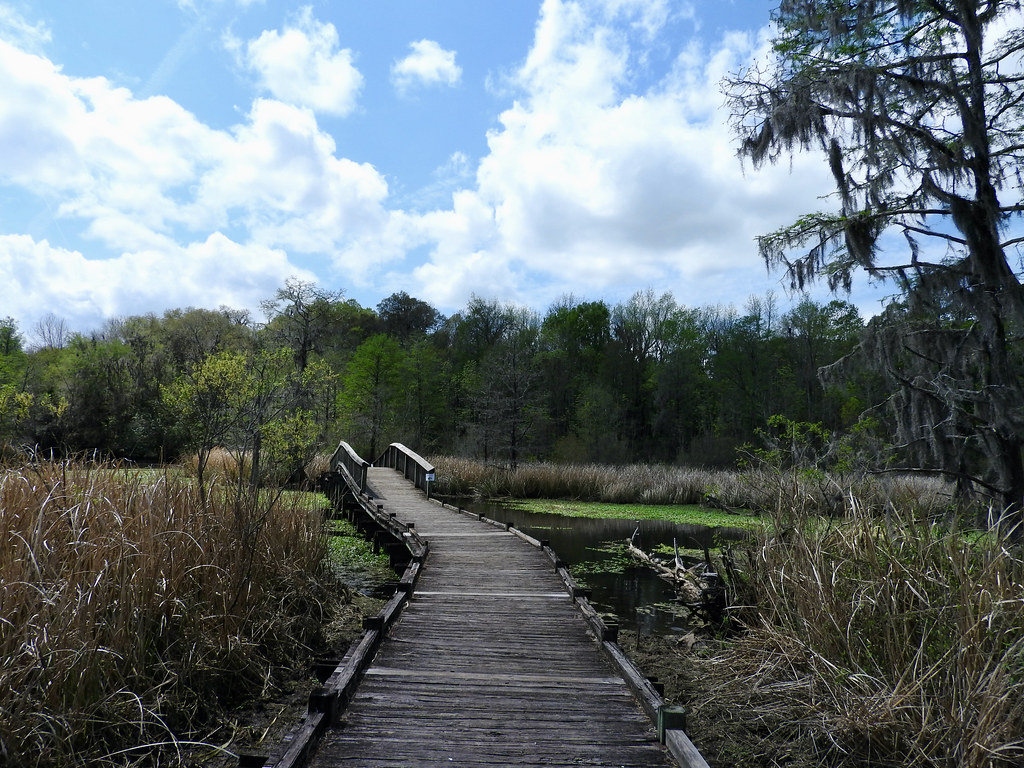 Old Santee Canal Park -- Alligator Loop Trail. Moncks Corner, South Carolina. Photo by howderfamily.com