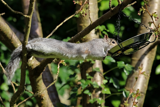 Squirrel - 'A Long Stretched Drink '