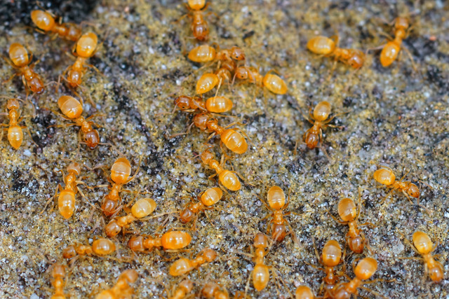Closeup of an aggregation of yellow meadow ants , Lasius flavus under a stone